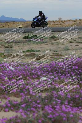 media/Jan-14-2023-SoCal Trackdays (Sat) [[497694156f]]/Turn 14 Exit Bloomig (145pm)/